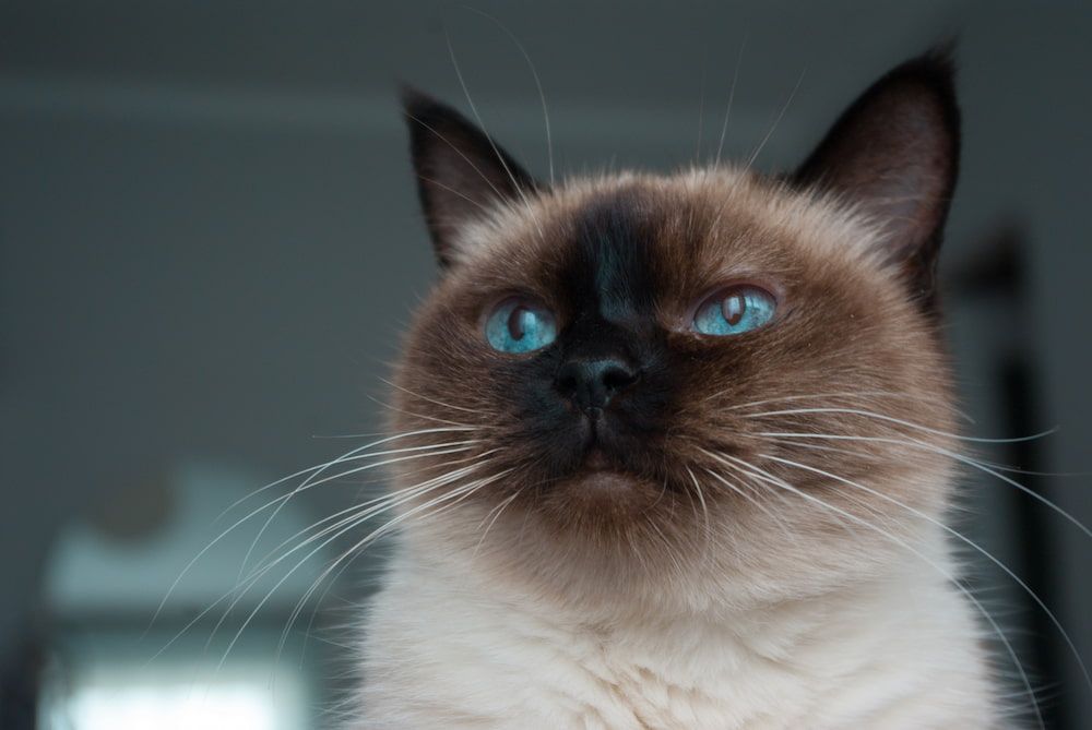 thai cat traditional siamese