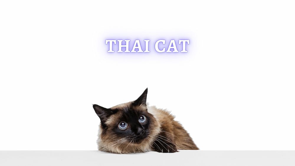 Thai Cat: Thai Cat Breed History, Personality and Care