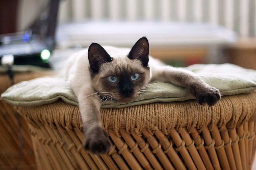 thai siamese cat