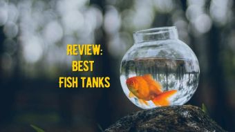 Best Fish Tank: The 15 Best Rated Aquarium Kits for Home Reviews