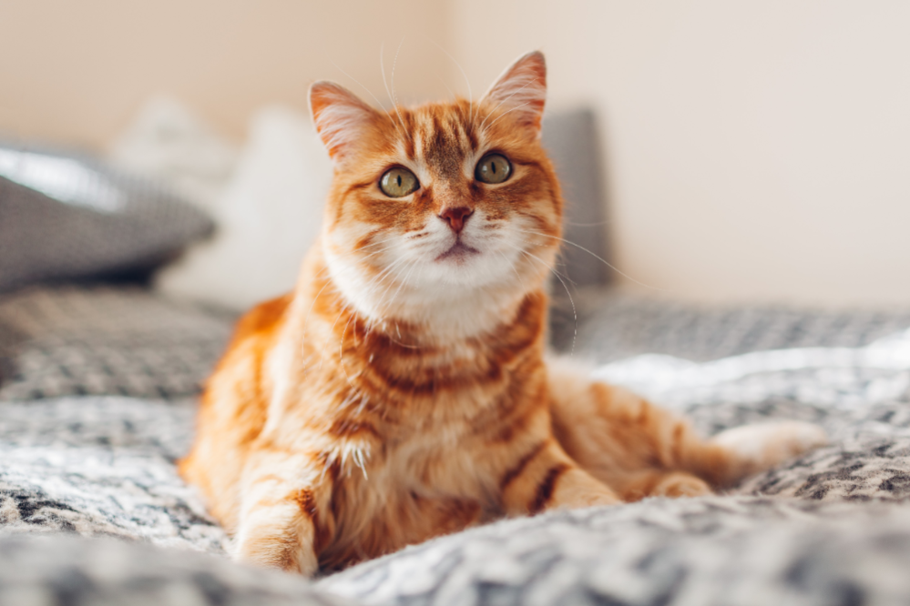 common-deficiencies-in-cats-thiamine-vitamin-d-thiamine-calcium