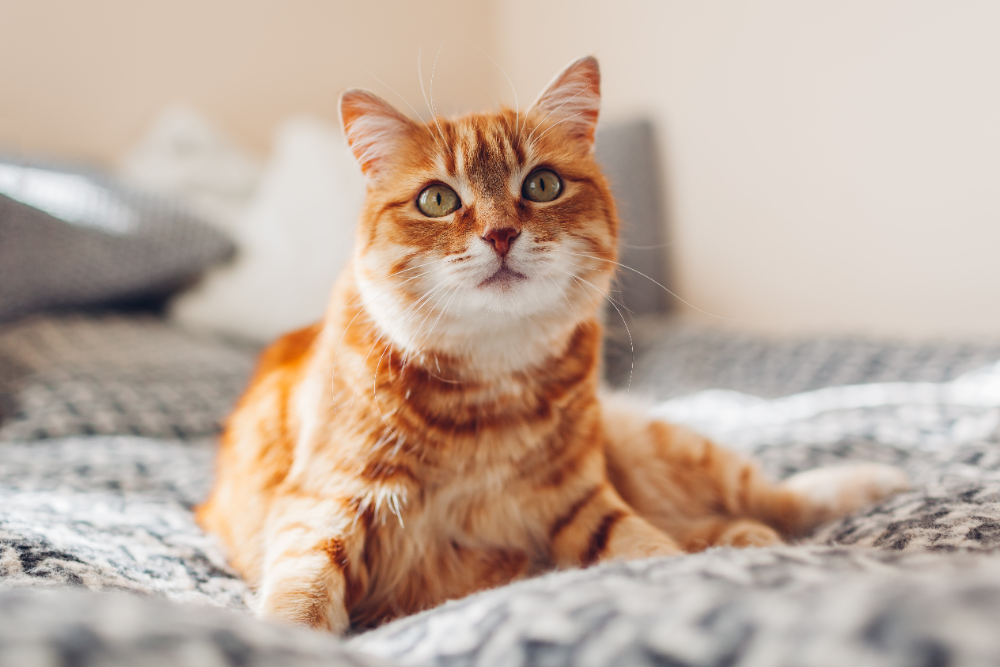 thiamine deficiency in cats