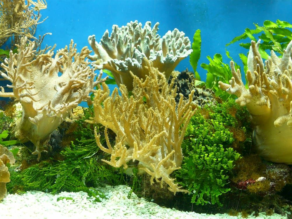 Best Substrate for Planted Tank Substrate for Aquarium