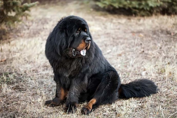 Mountain Dog Breeds: 15 Gentle Giants From Mountains
