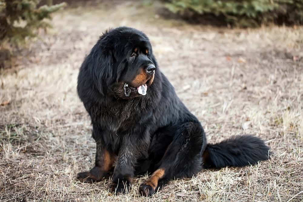 tibetan mastiff