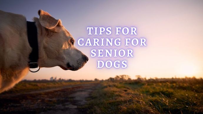 tips for caring for senior dogs