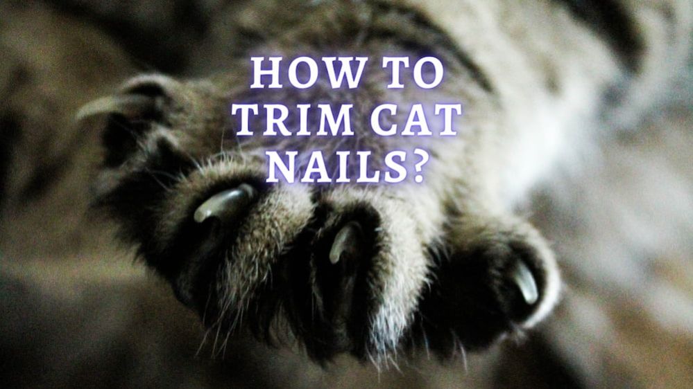 How To Trim Cat Nails? (Vet Approved Advice)