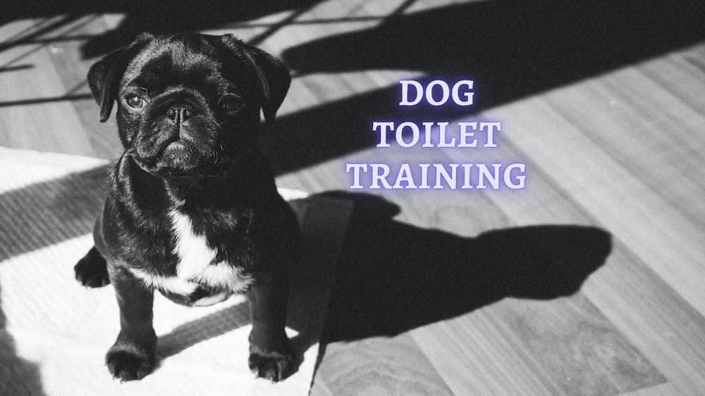 toilet training your dog