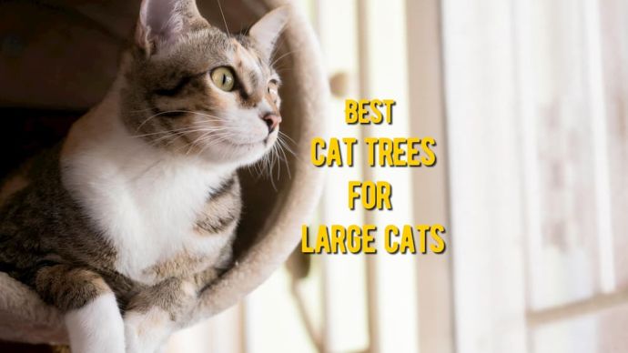 top cat trees for large cats review