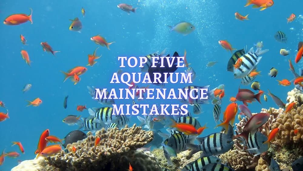 top five aquarium maintenance mistakes