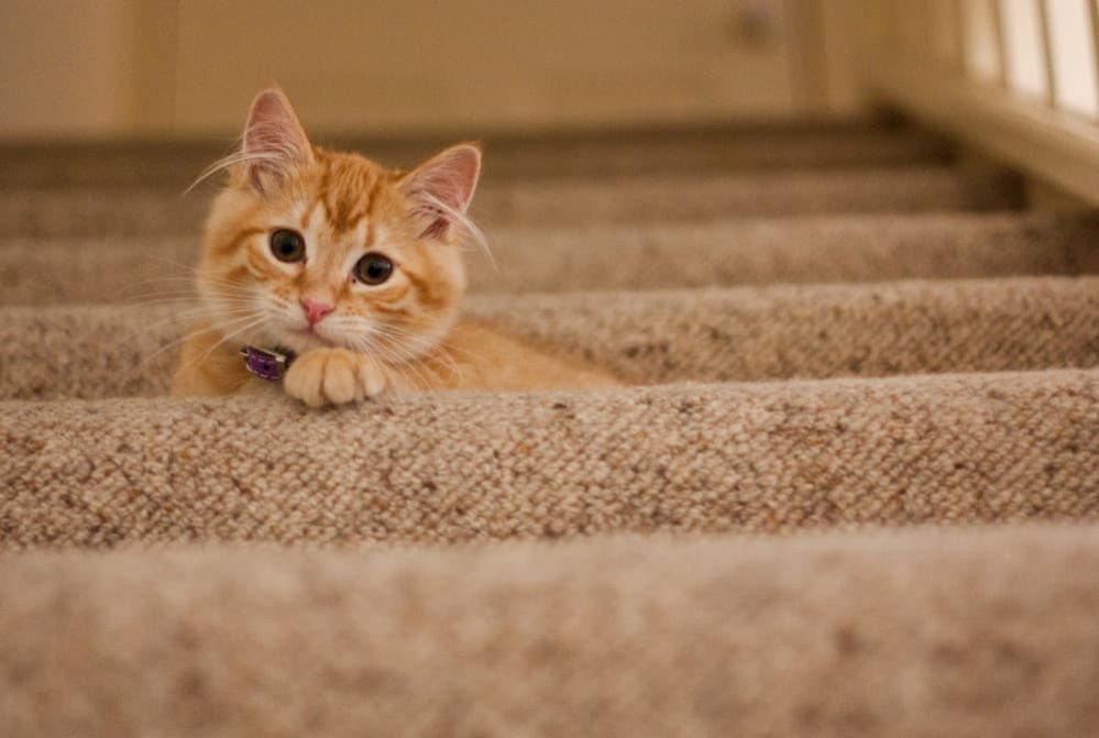 Why Is My Cat Always Hungry How To Tell If Cat Is Hungry All The Time