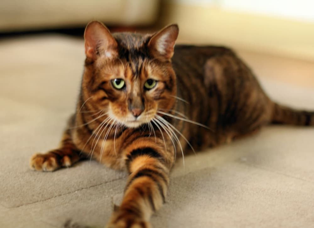 Toyger Cat: Tiger Cat Personality, Health, Price and Adoption