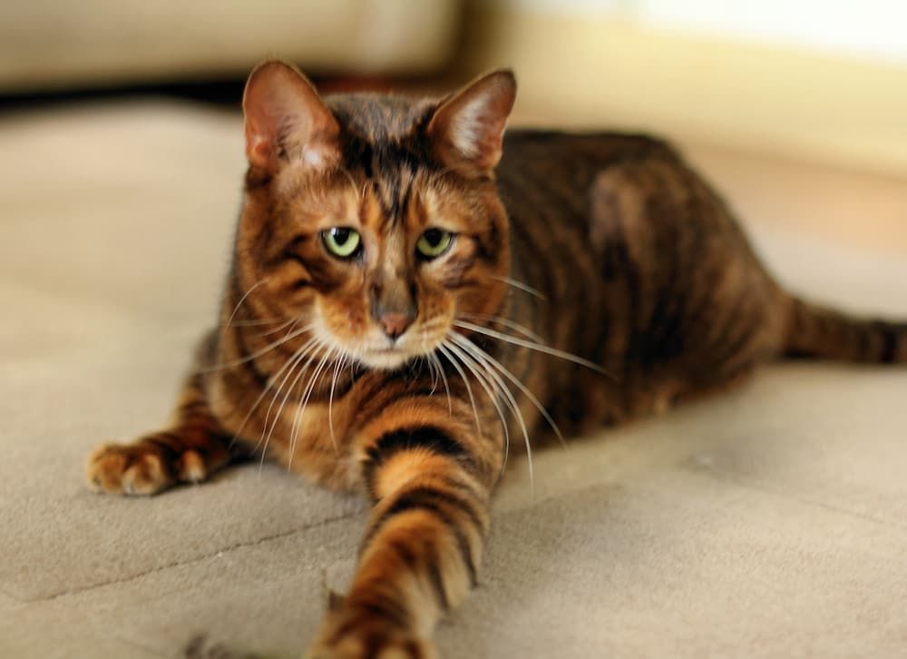 toyger cat breed