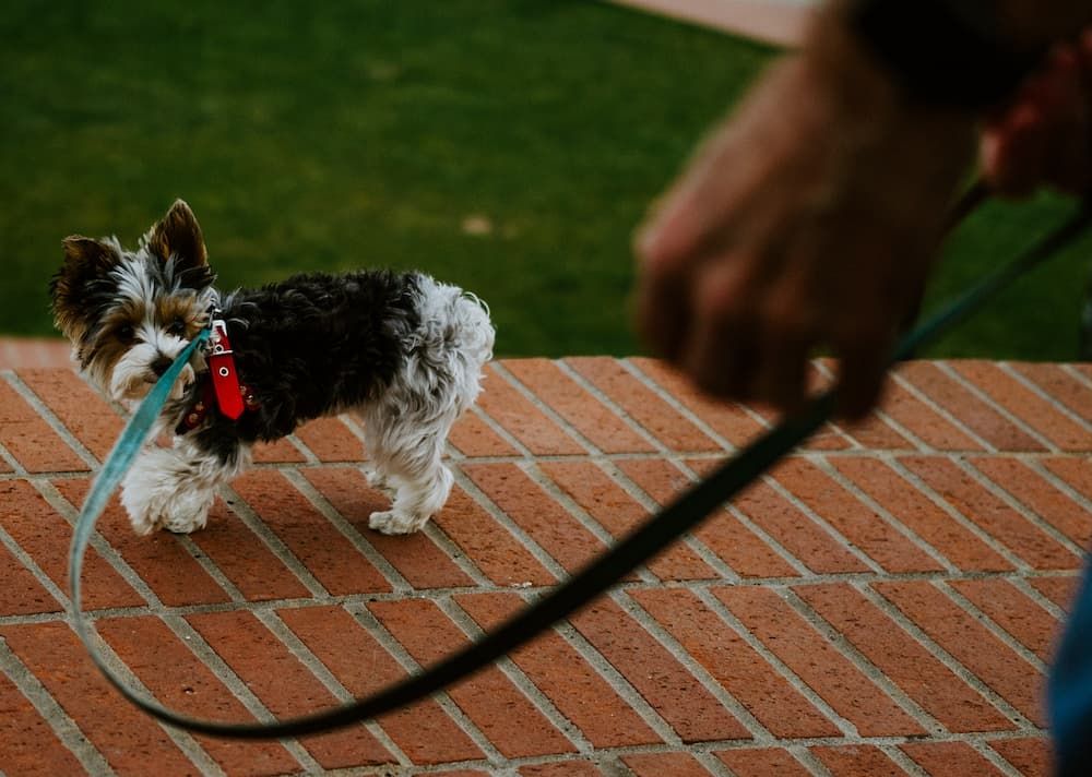 train puppy to walk on a leash