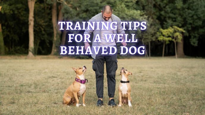 training tips for a well behaved dog