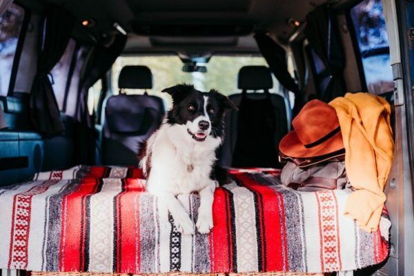 travel with dog