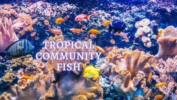 tropical community fish tank