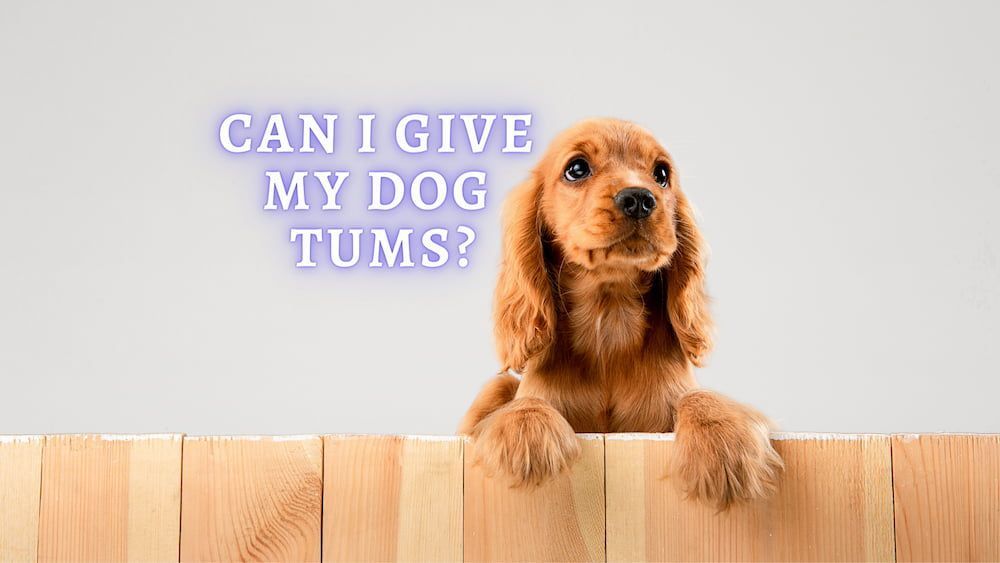 tums for dogs