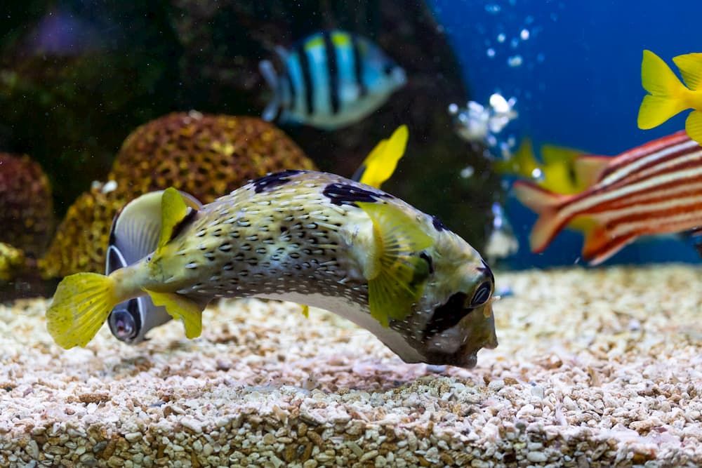 types of aquarium substrates