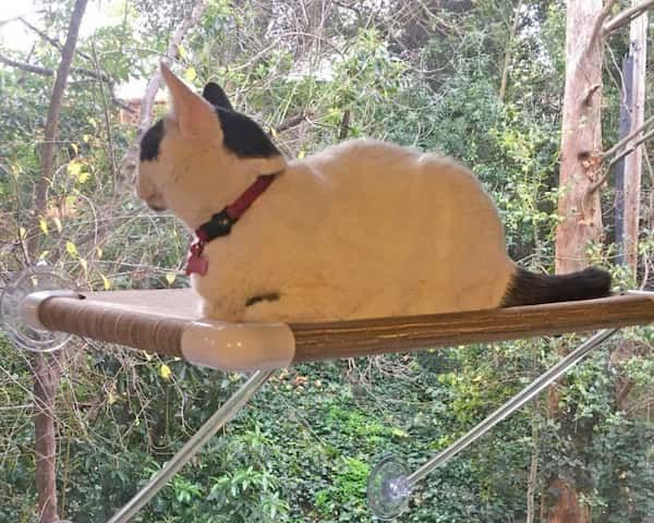 ultimate cat perch no hanging wires