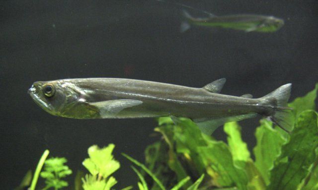 vampire tetra fish