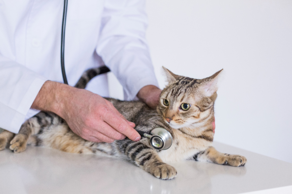 How to Find and Choose a Good VET for My Cat