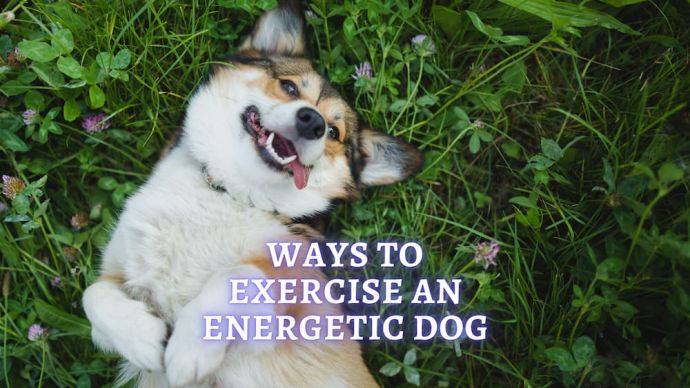 ways to exercise an energetic dog