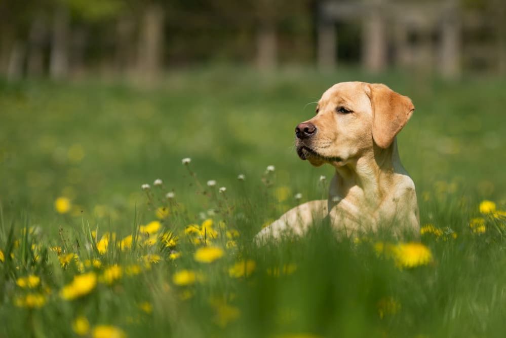 Dog Afraid of Loud Noises What to do if My Dog is Scared of Loud Noises