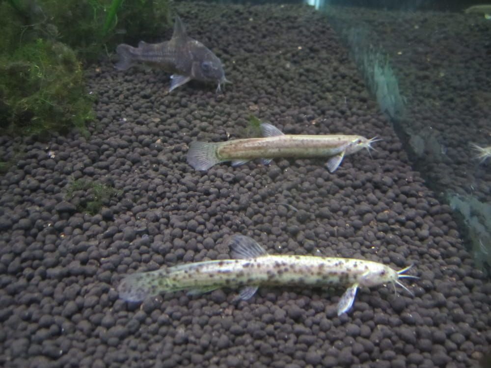 weather loach