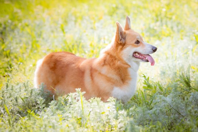 Husky Corgi Mix: Health, Care and Temperament of Corgi and Husky Mix