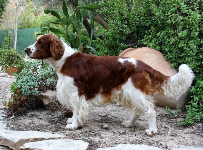 All About Welsh Springer Spaniels: Personality, Grooming and Adoption