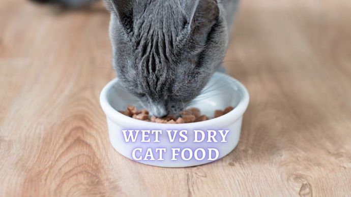 wet vs dry cat food