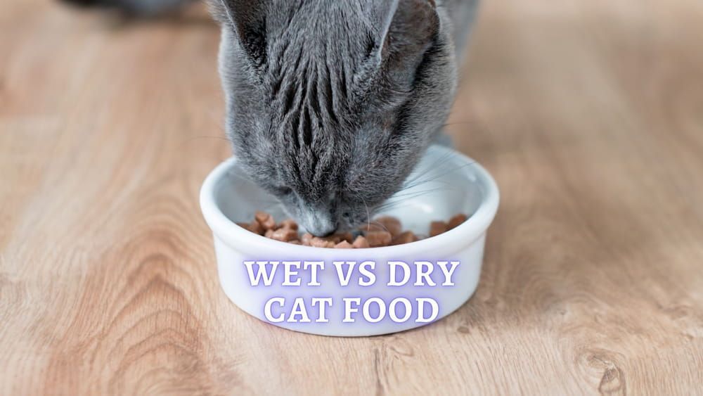 wet vs dry cat food