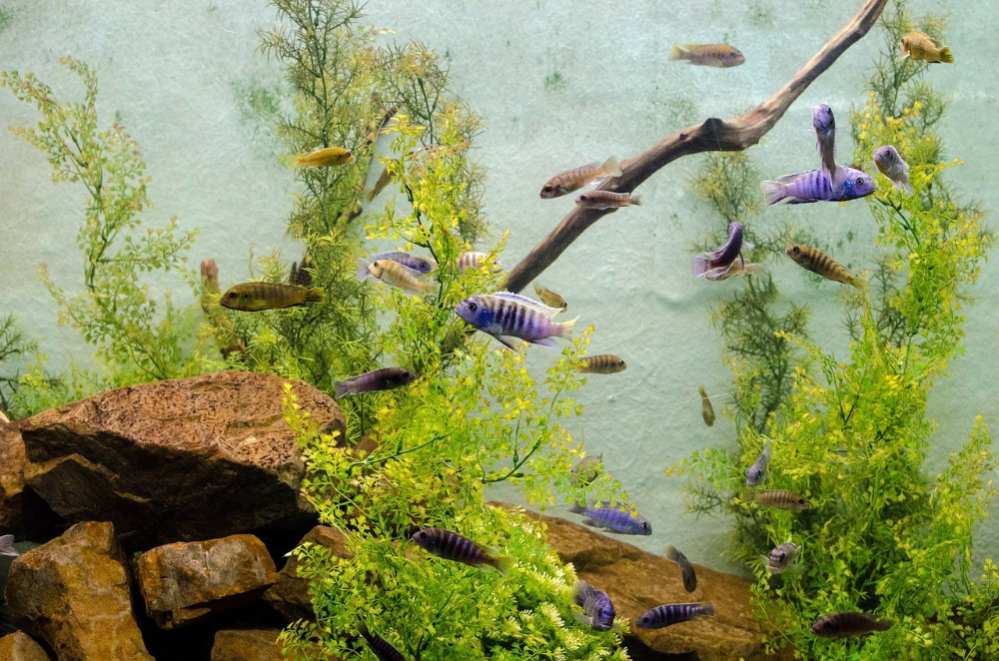 Alghe brune in acquario: come sbarazzarsi di alghe diatomee in acquario ...