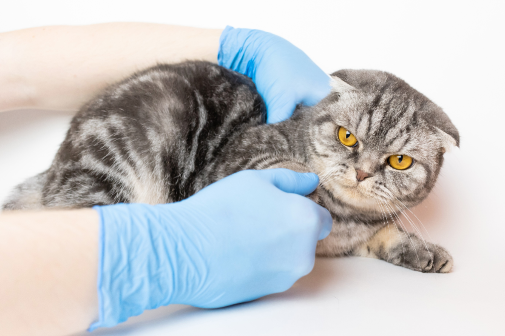 Остеохондродисплазии шотландских вислоухих кошек. Остеохондродисплазия шотландских кошек. Остеохондродисплазия шотландских вислоухих кошек. Шотландская вислоухая кошка у ветеринара. Остеохондродисплазия шотландских вислоухих кошек.