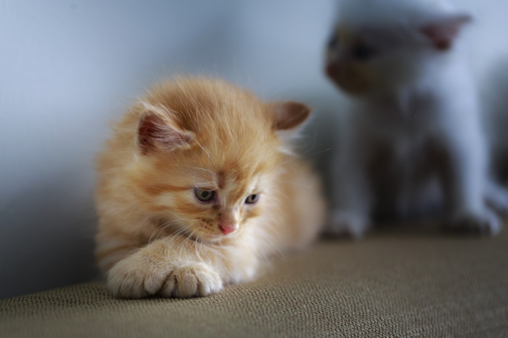 ᐉ Kitten Health Issues Do Runt Kittens have Health Problems