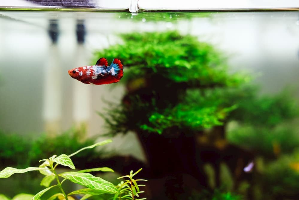 how-to-cure-dropsy-in-betta-fish-dropsy-or-constipation