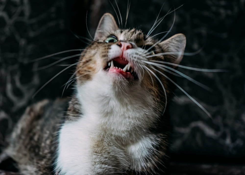 what causes cat bad breath