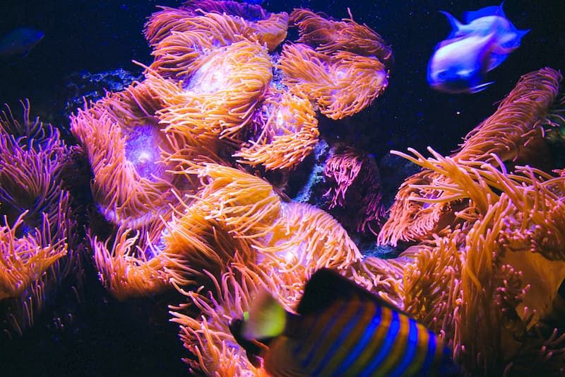 what causes low ph in marine aquarium