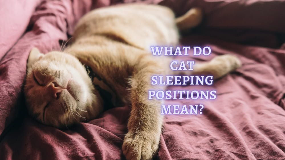 what do cat sleeping positions mean