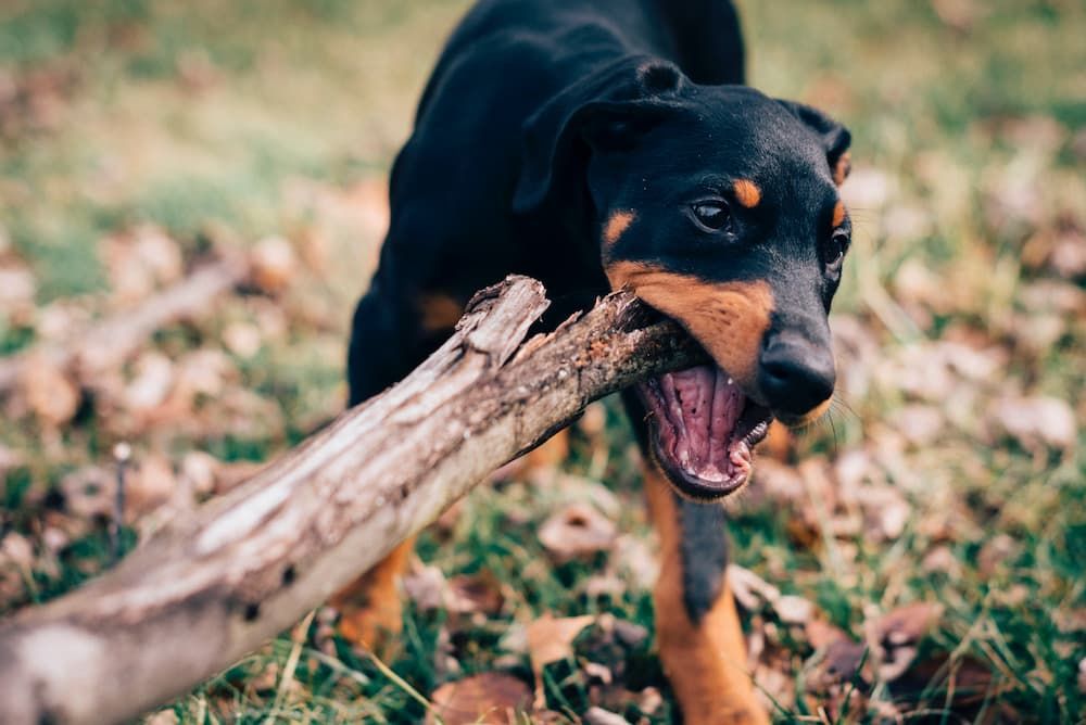 what do dobermans need in their diet