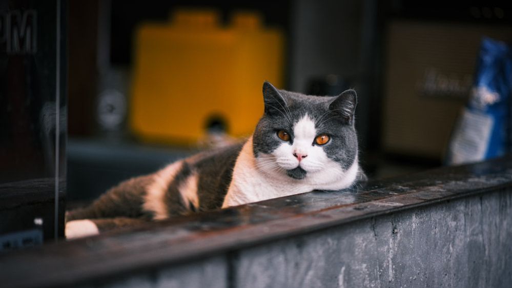 Cat Spay Incision Normal Healing Process and Care (Vet Advice)