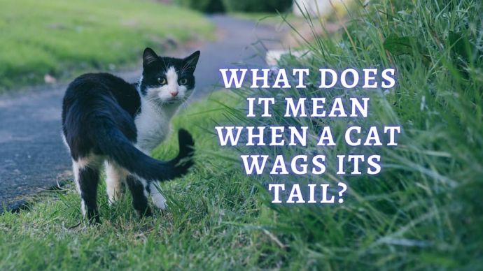 what does it mean when a cat wags its tail