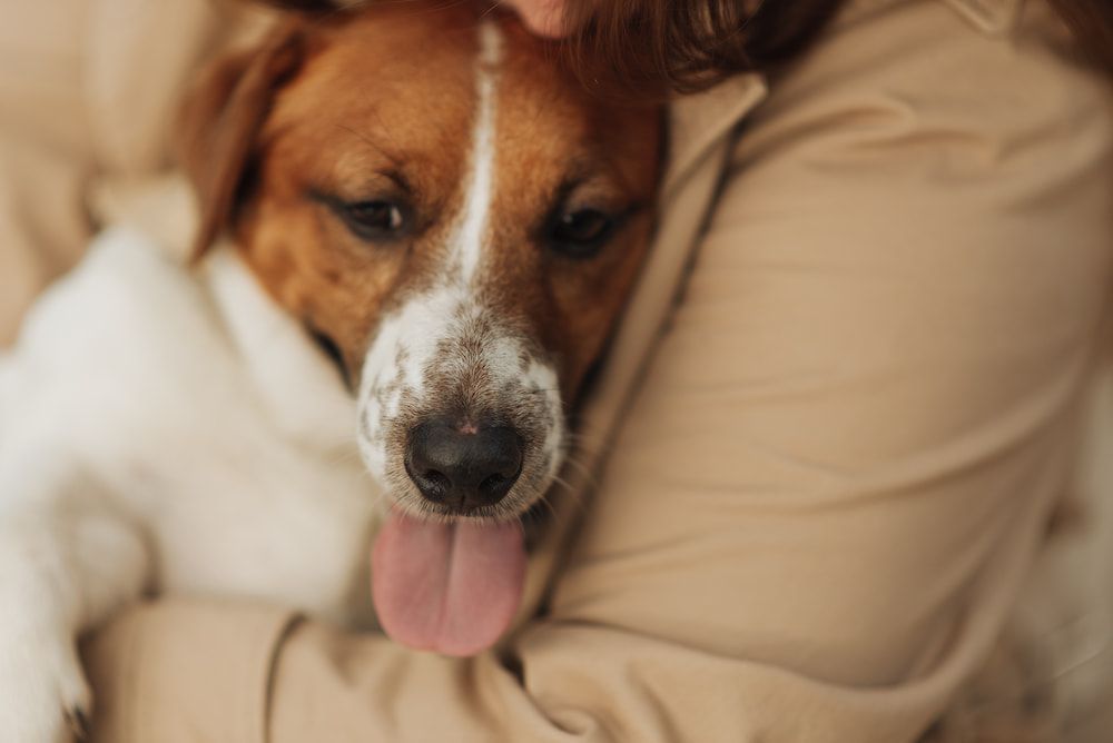 why do dogs put their paw on you when petting them