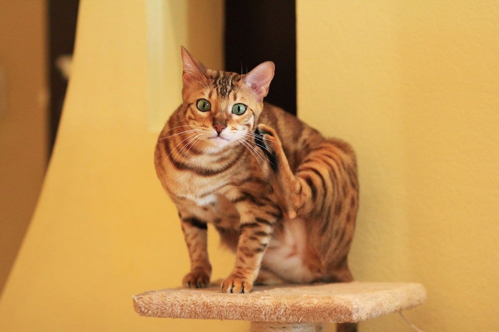 what food is the best for bengal cats