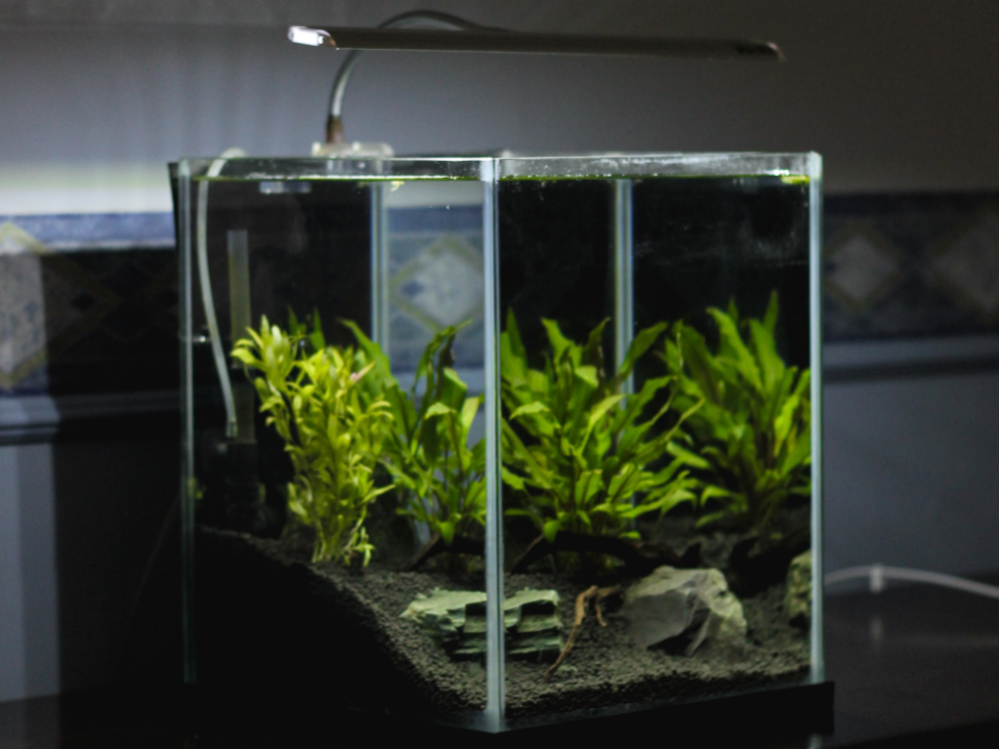 => Algae Eater Fish What Freshwater Fish eat Algae in Aquarium?