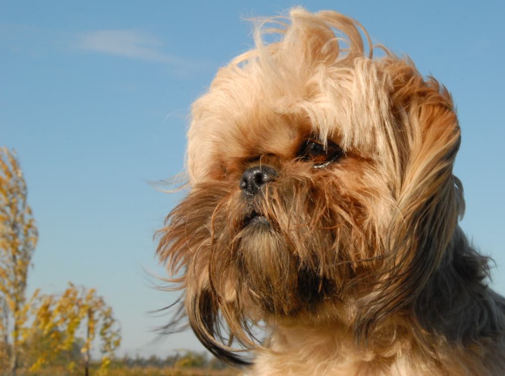 what human food is good for shih tzu
