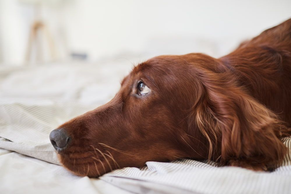 Dog Side Eye: What Does It Mean When Dog Looking To The Side?