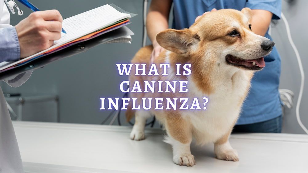 what is canine influenza