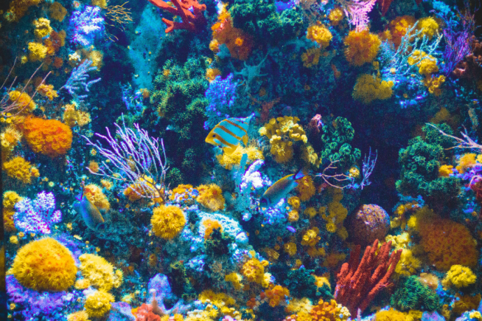 Best Freshwater Aquarium Fish Combination 